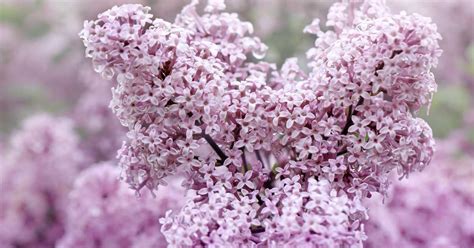 How To Grow Delicately Blooming Lilacs Gardeners Path