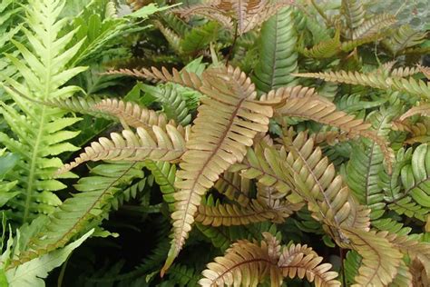 Pteris Quadriaurita Tricolor Or Painted Brake Fern A Lovely