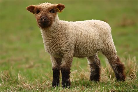 Ovce domácí | Roman Komender