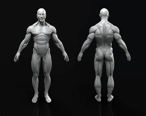 Male Anatomy Model Sculpt In Human Figure Drawing Anatomy