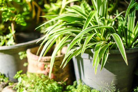 6 Tips To Growing Spider Plants Outdoors Backyard Boss