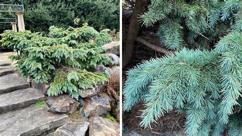 Icy Blue Conifers For The Southeast Finegardening In 2021 Conifers