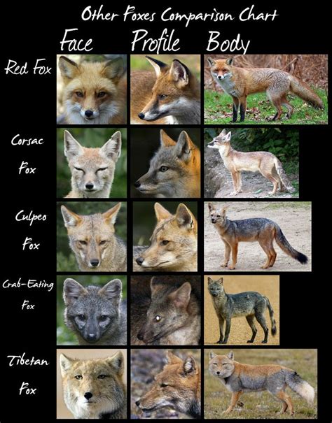 Other Foxes Chart By Hdevers On Deviantart Animals Mammals Cute Animals