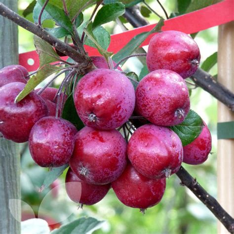 Crabapple trees are remarkably hardy trees that don't require much pruning to flourish. Malus Gorgeous Crab Apple Trees For Sale