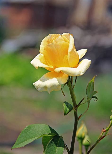 Single Yellow Rose On A Stem In The Garden Outdoors Stock Photo