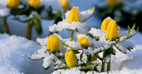 12 Flowers That Bloom In February The Garden Magazine