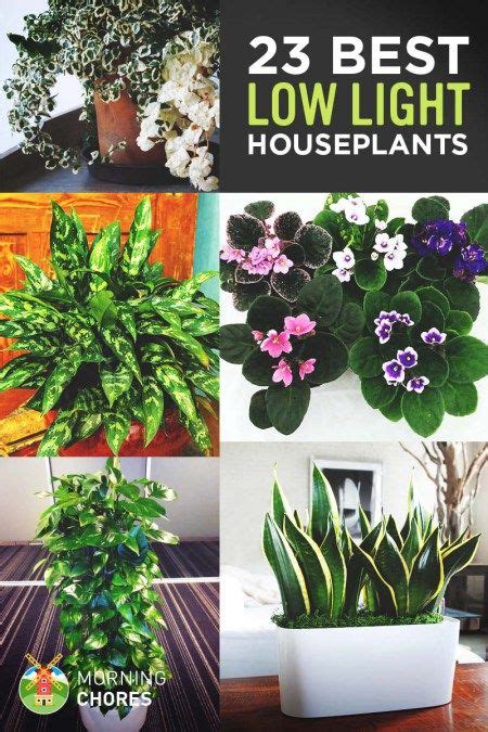 Full Shade Plants Indoor Mbi Garden Plant