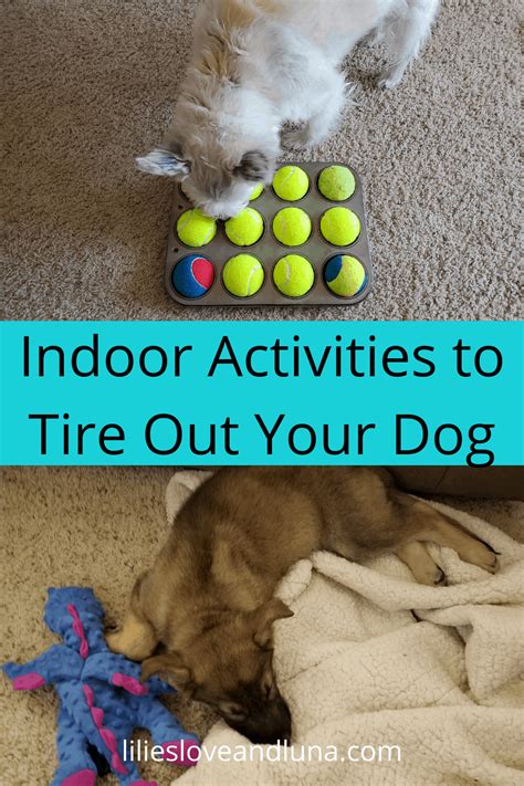 24 activities to do with your dog when you are stuck ...