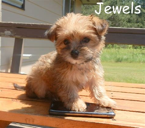 Click here to view dogs in wisconsin for adoption. teacup morkie - identity crisis because I look like a ...