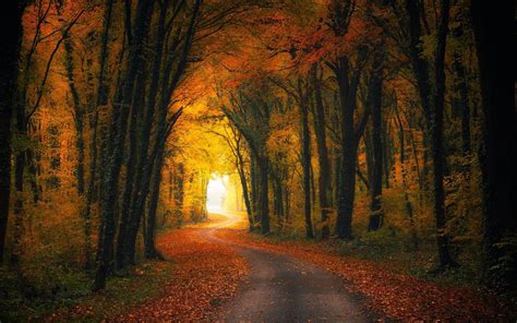 Leaves Trees Forest Road Sunlight Nature Wallpaper Coolwallpapersme