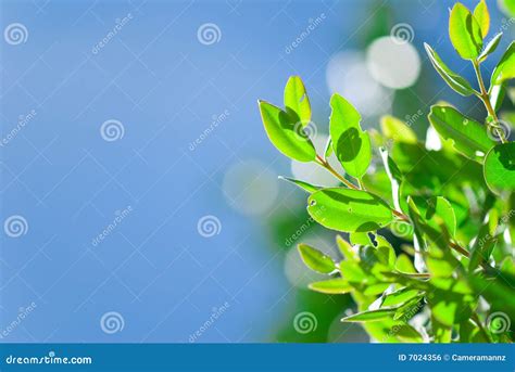 Fresh Green Leaf And Blue Sky Stock Photo Image Of Serene Area 7024356