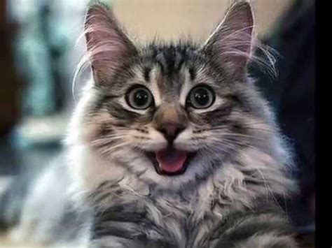 Iklan yang di muatnaik oleh pusat penyelamat haiwan ini, menjelaskan sikap kucing jalanan bernama perdita ini sebagai kucing yang sangat teruk di dunia. kucing: Gambar Kucing Comel Senyum