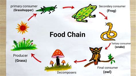 Food Chain Drawing Easy How To Draw Food Chain Diagram Food Chain