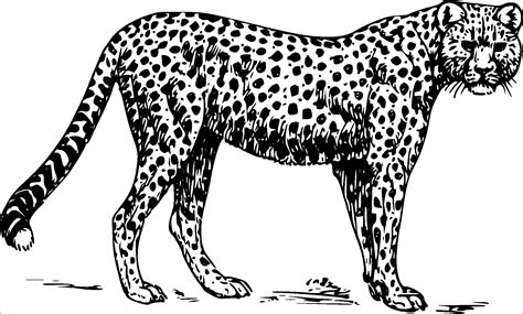 Cheetah Coloring Pages Coloringbay