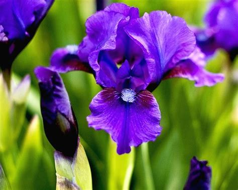 Pictures Of Purple Iris Flowers Beautiful Flowers