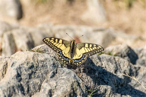 Butterfly Yellow Black Free Photo On Pixabay Pixabay