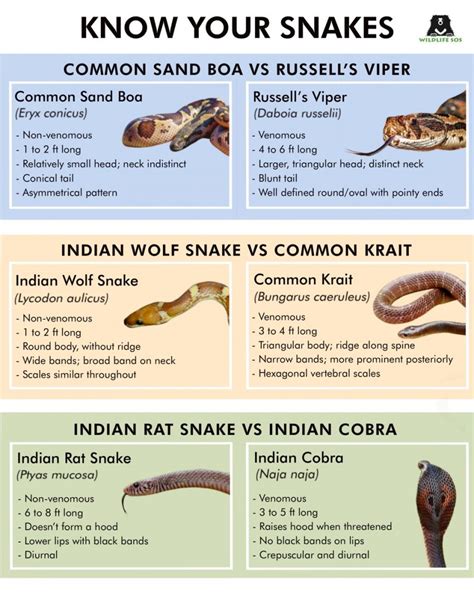 Venomous Snakes Of India 2023