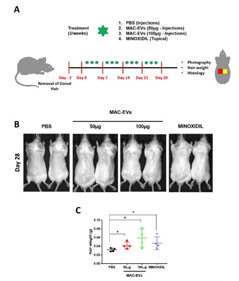 Mac Evs Induce Growth Of Hair Follicles In Balbc Mice A Schematic