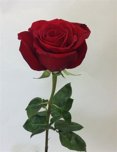 Beautiful Love Flowers Rose Romantic Red Roses Flowers Wallpaper