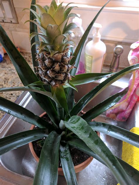 Growing A Pineapple Plant Giving It A Try At Home