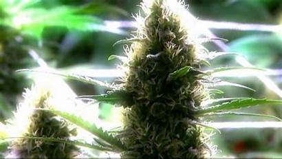 Weed Marijuana Jane Mary 420 Drugs Wallpapers