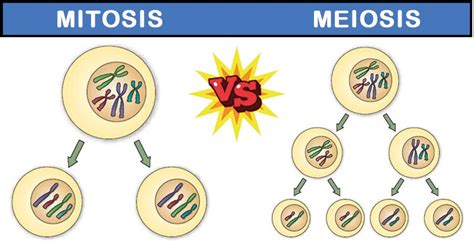 Distinguish Between Meiosis And Mitosis Differences Between Mitosis And Meiosis