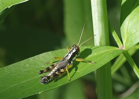 Bug Othe Week Melanoplus Grasshoppers Redux Riveredge Nature Center