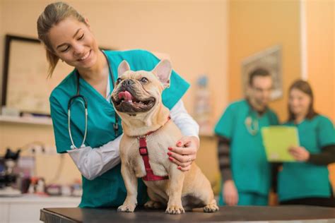 How To Apply To Veterinary School And Become A Veterinarian
