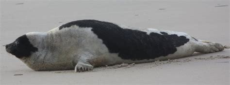 Harp Seal The Animal Facts Appearance Diet Habitat Behavior