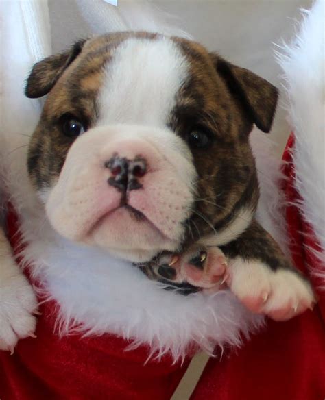 Cutest English Bulldog Puppy Ever All Snuggled In A Stocking This