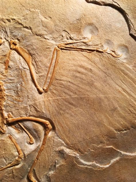 Realistic Replica Archaeopteryx Dinosaur Fossil Replica Fossils