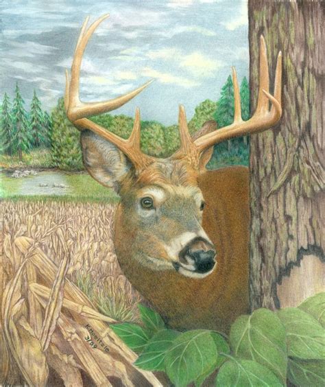 Big Buck A Colored Pencil Rendering Of A White Tailed Deer The