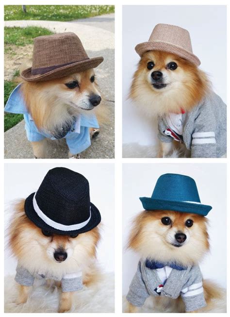 20 Best Perros Con Gorros Images On Pinterest Dog Clothing Animal