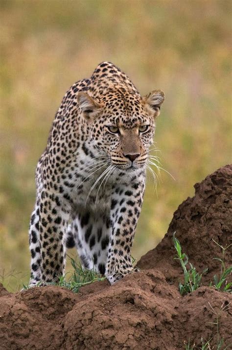 Leopard In The Savannah National Park Kenya Tanzania Maasai Mara