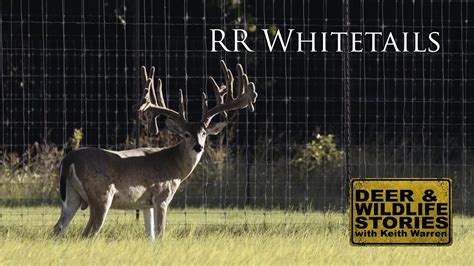 Deer And Wildlife Stories Rr Whitetails Youtube