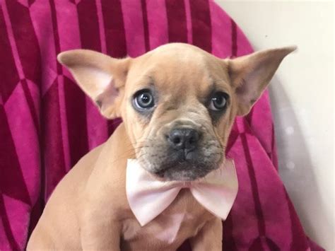 Family owned and operated olde english bulldogge kennel. English Bulldog-French Bulldog Mix puppy for sale in ...