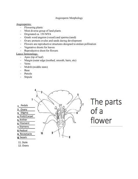 Angiosperm Morphology Angiosperm Morphology Angiosperms Flowering