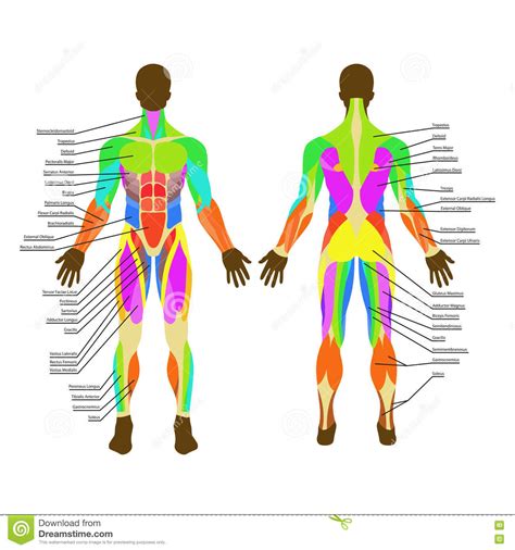 We'll also learn some fun facts. Detailed Illustration Of Human Muscles. Exercise And Muscle Guide. Gym Training. Front And Rear ...