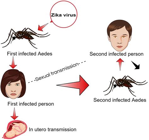 Frontiers Prevention And Control Strategies To Counter Zika Epidemic Microbiology