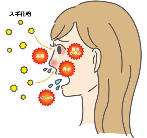 すべての花の画像: 新鮮なスギ 花粉