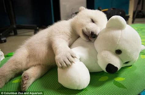 Adorable Animals Pictured Cuddling Up With Soft Toys Daily Mail Online