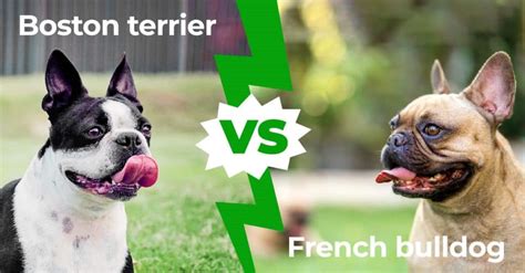 Boston Terrier Vs French Bulldog 8 Main Differences Explained A Z