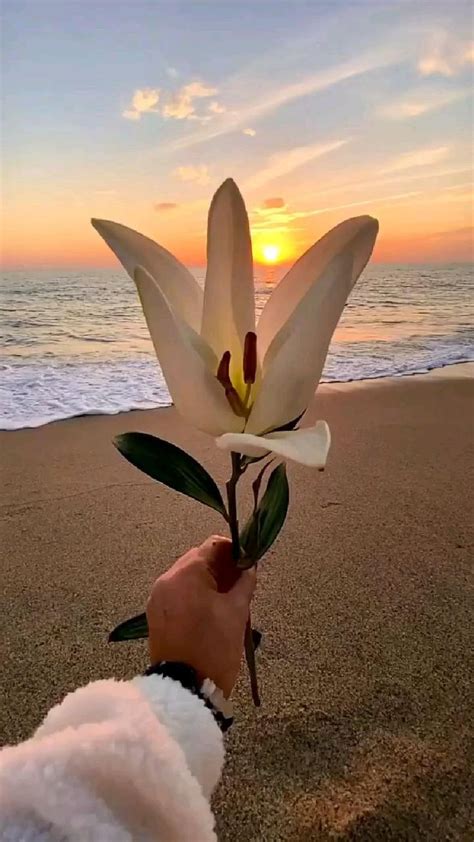 the travel tart adlı kullanıcının aquaholic panosundaki pin tropik çiçekler instagram Çiçek