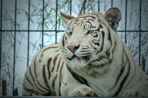 Siberian White Tiger Watching The Prey Stock Photo Image Of Strength