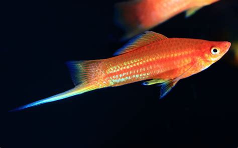 Assorted Male Swordtail Goodjoseph Live Fish Store