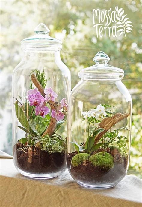 Orchid Jungles In Huge Glass Jars Orchids Orchids Plant In Glass Orchid Terrarium