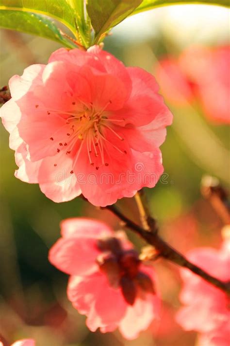 Peach Blossom Stock Image Image Of Pink Blossom Beautiful 53688469
