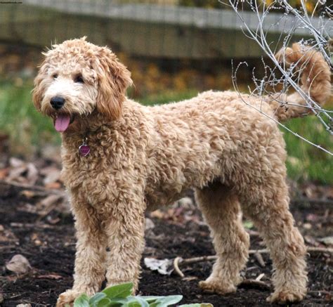 Mini golden doodle puppy | my little luna, the one who inspires my designs through love! Goldendoodle - Puppies, Rescue, Pictures, Information ...