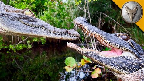 Brave Wilderness Alligator Vs Crocodile Youtube