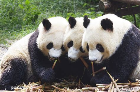 Eating Together Is A Nice Thing Panda Bear Panda Animals
